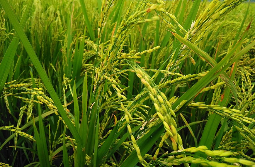 Close-up of ripening rice plants in a lush green field