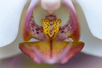 Macro Close-Up of White and Purple Orchid Flower Center