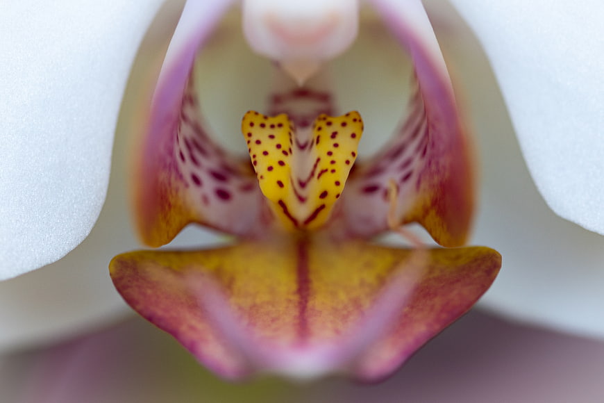 Macro Close-Up of White and Purple Orchid Flower Center