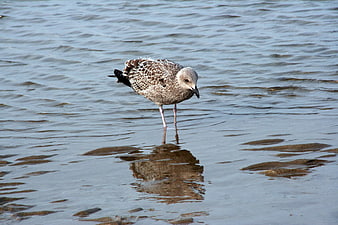 Juvenile seagull standing in shallow rippling water