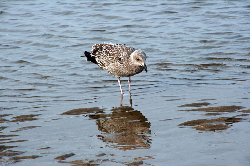 Juvenile seagull standing in shallow rippling water