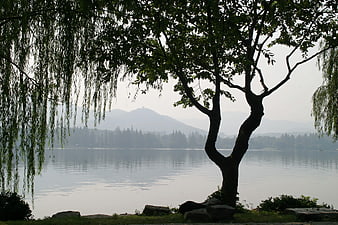 Serene Lake Landscape With Silhouetted Tree And Distant Mountains