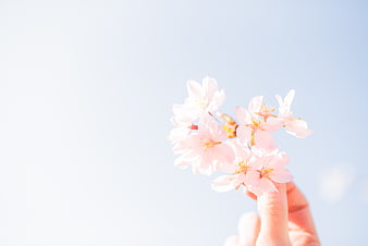 Hand holding pink cherry blossoms against bright sky