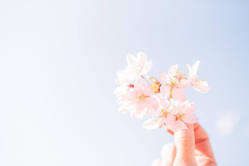 Hand holding pink cherry blossoms against bright sky
