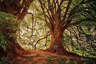 Majestic ancient oak trees in a sunlit forest landscape