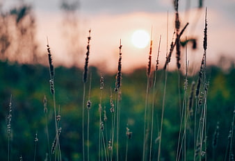 Silhouette of tall grass against a soft sunset sky