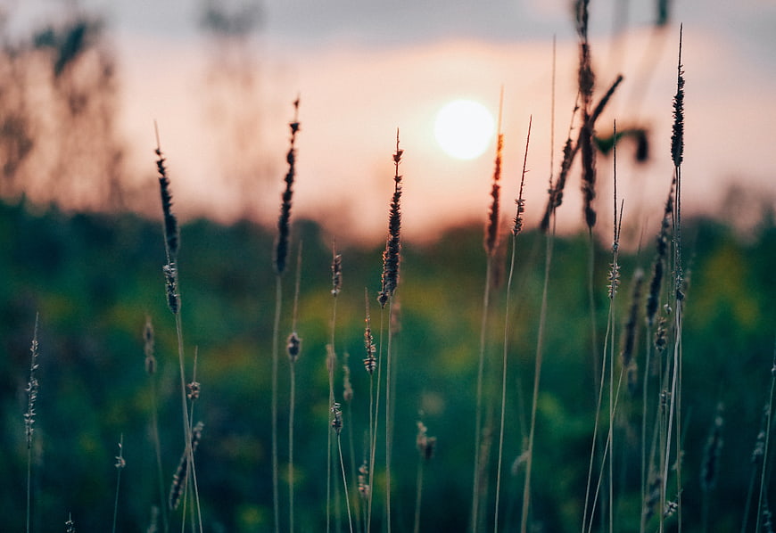 Silhouette of tall grass against a soft sunset sky