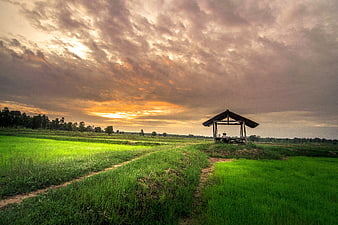 Green Rice Paddy Field with Wooden Shelter at Sunset