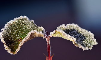 Close-up of frost-covered leaves on a winter morning