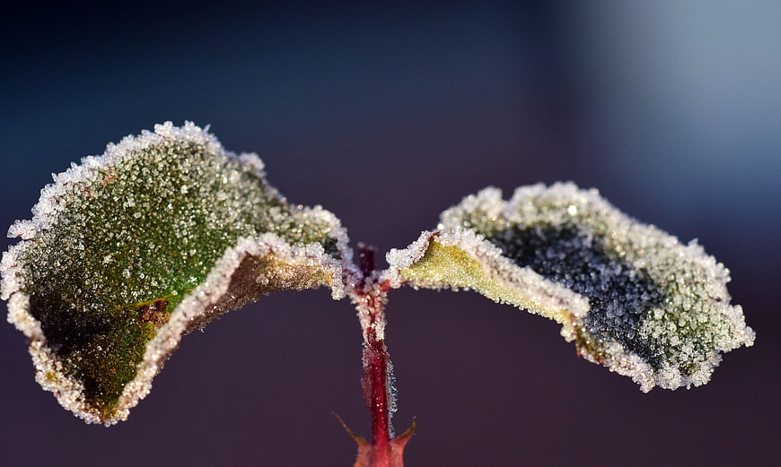 Close-up of frost-covered leaves on a winter morning