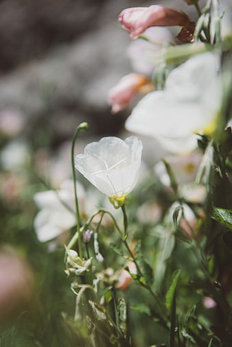 Close-up of delicate white evening primrose flowers in a garden