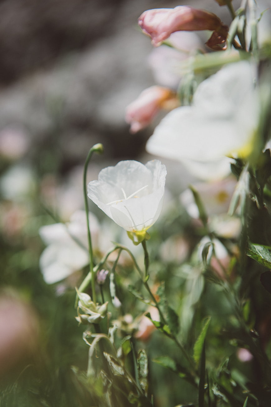 Close-up of delicate white evening primrose flowers in a garden