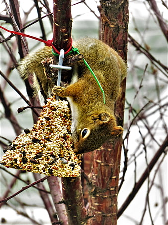 Red squirrel eating seed cake on tree branch