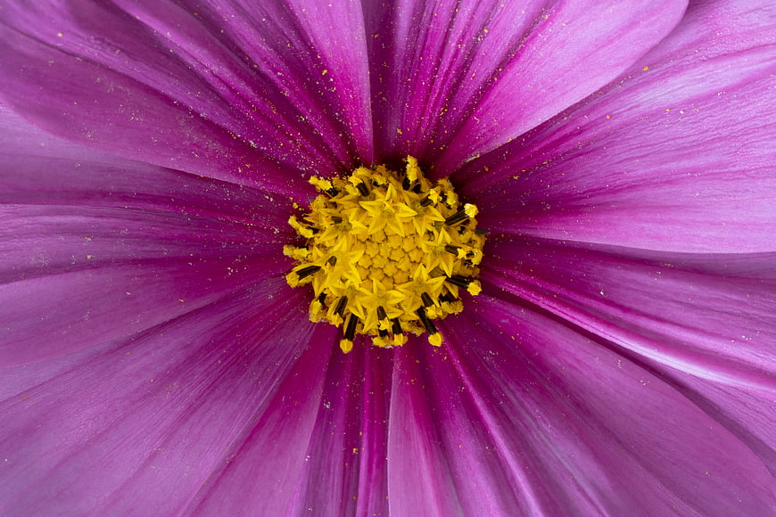Macro Close-Up of Purple Cosmos Flower with Yellow Center