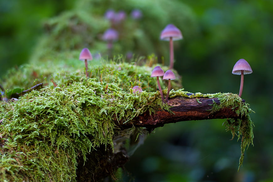Purple mushrooms growing on mossy log in forest