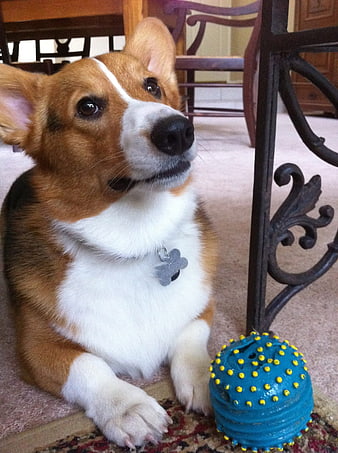 Adorable Pembroke Welsh Corgi Puppy With Blue Spiky Ball