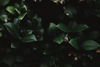 Dark moody green leaves with water droplets close up