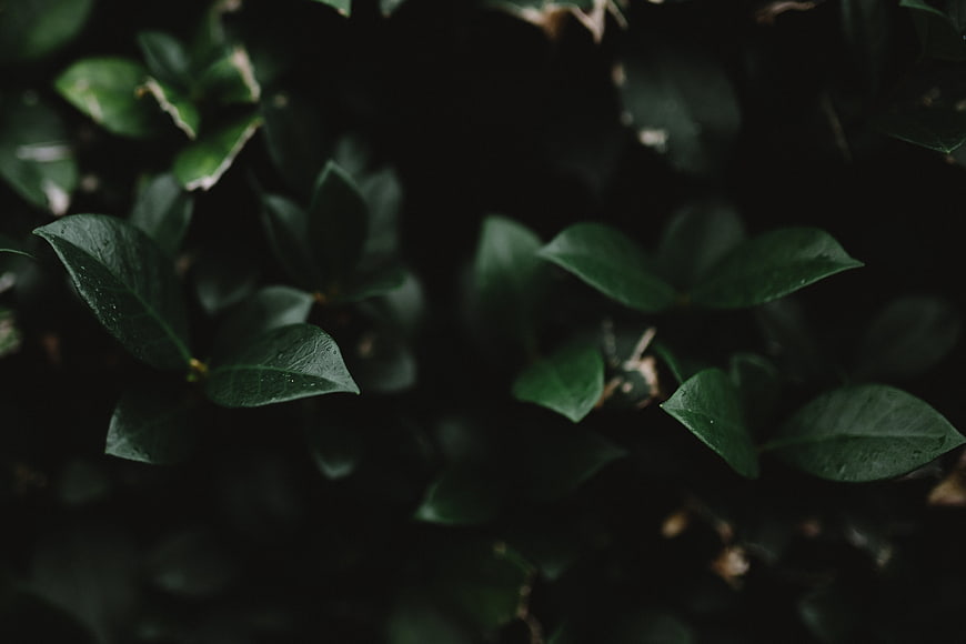Dark moody green leaves with water droplets close up