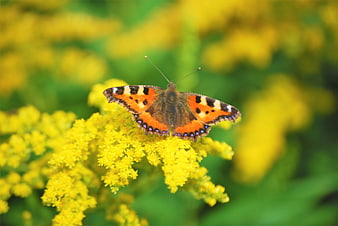 Small Tortoiseshell Butterfly on Yellow Goldenrod Flower