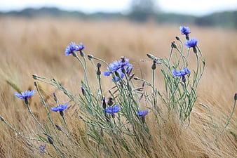 Blue cornflowers blooming in a golden wheat field