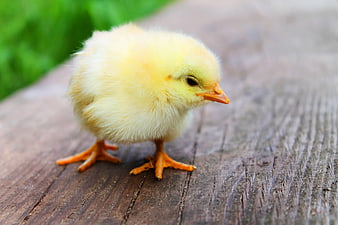Cute Yellow Chick on Wooden Surface