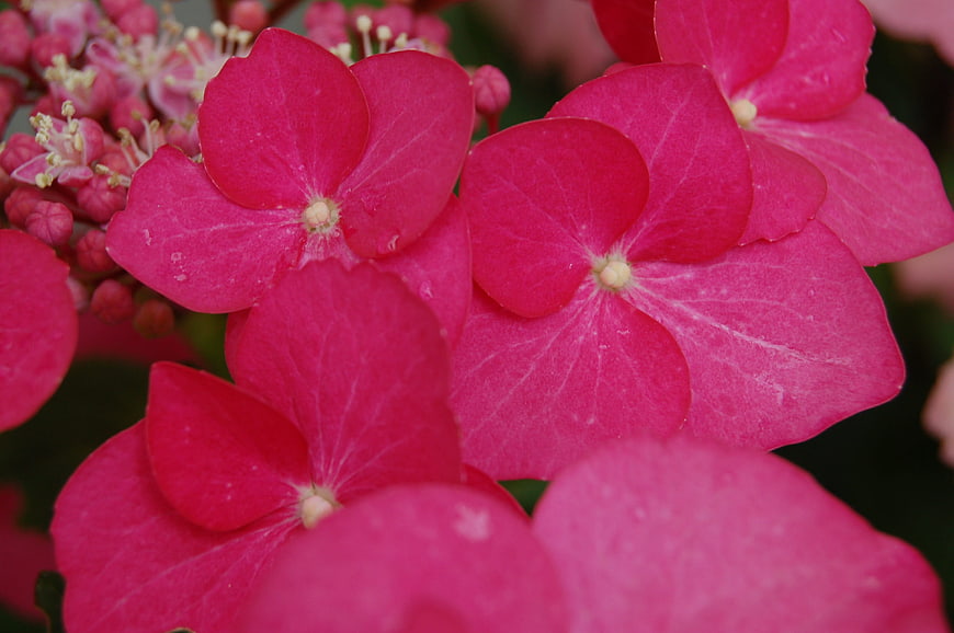 Close-up of vibrant pink hydrangea flowers with detailed petals