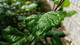Close-up of a fly on a wet green leaf with water droplets