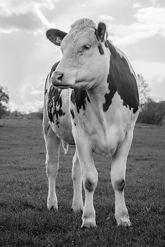 Black and White Portrait of a Cow in a Meadow