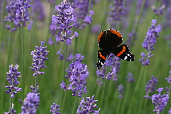 Red Admiral Butterfly on Purple Lavender Flowers