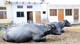 Two water buffaloes resting in front of a rural Indian house