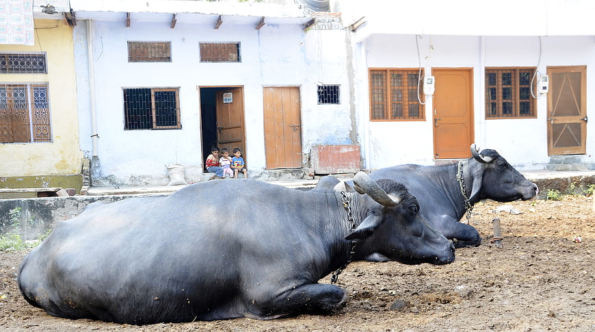 Two water buffaloes resting in front of a rural Indian house