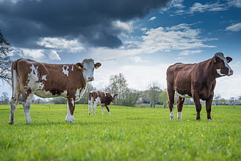 Brown and White Cows Grazing in Green Meadow