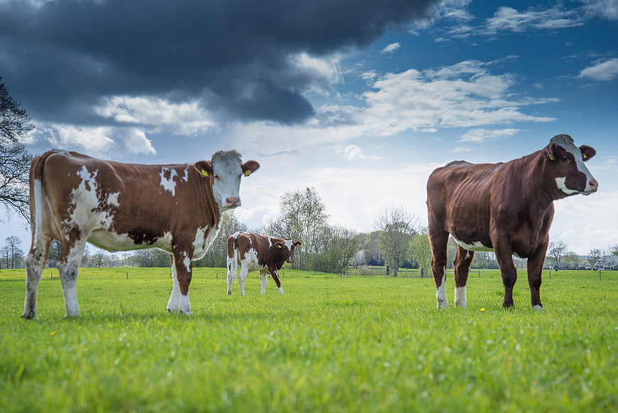 Brown and White Cows Grazing in Green Meadow
