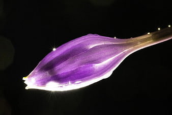 Close-up of purple flower bud with dew drops on black background