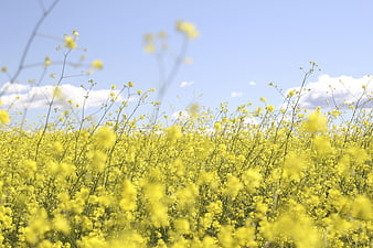 Vibrant Yellow Rapeseed Flower Field Under Blue Sky