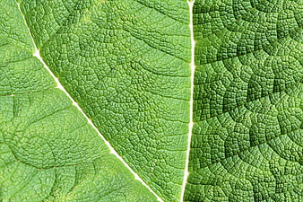 Macro Texture of Giant Rhubarb Leaf Surface