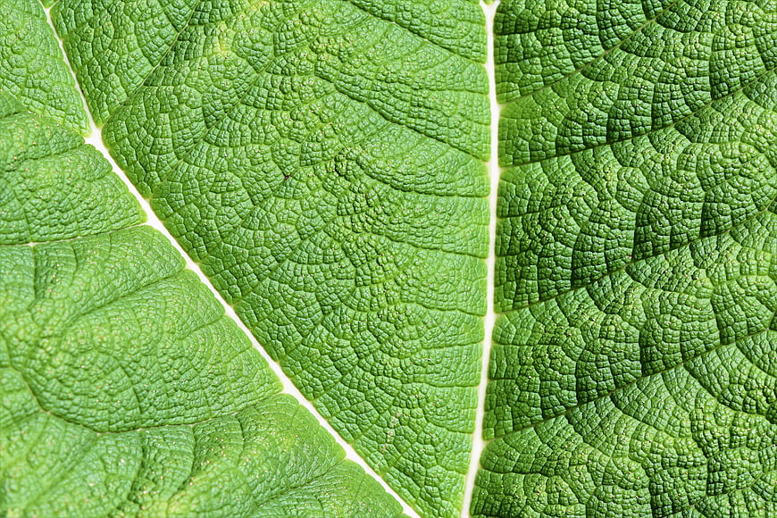 Macro Texture of Giant Rhubarb Leaf Surface
