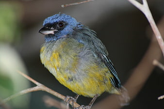 Close-up of a Blue-capped Cotinga perched on a branch
