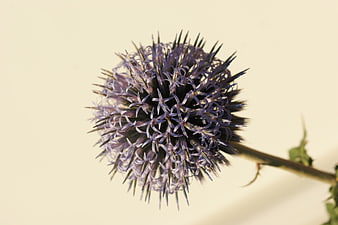 Close-up of purple globe thistle flower on beige background