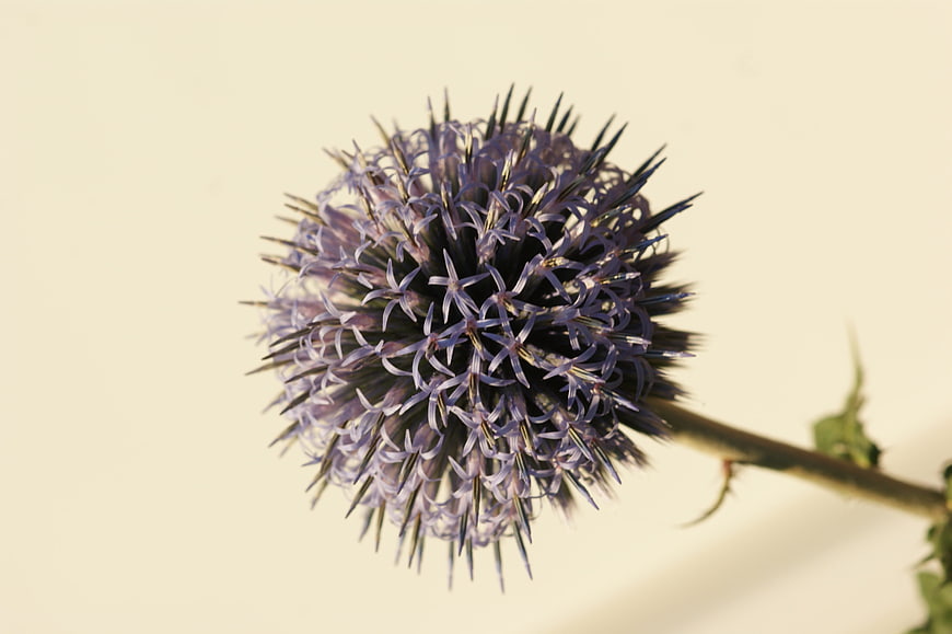 Close-up of purple globe thistle flower on beige background