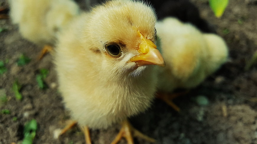 Cute fluffy yellow baby chick close-up on farm soil