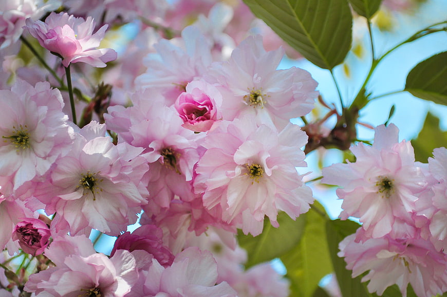 Close-up of Pink Cherry Blossoms in Spring
