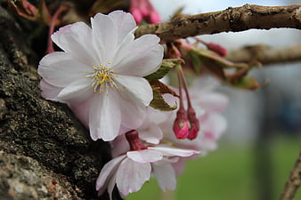 Close-up of delicate pink cherry blossom flower on tree branch