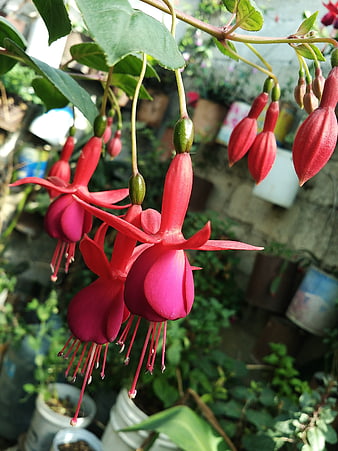 Vibrant Red Fuchsia Flowers Hanging in Garden
