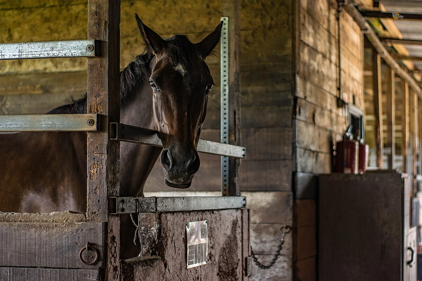 Brown Horse Head in Wooden Stable Stall