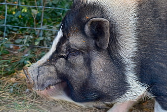 Close-up profile portrait of a black and white pig on a farm