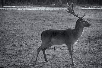 Majestic Fallow Deer with Antlers in Black and White