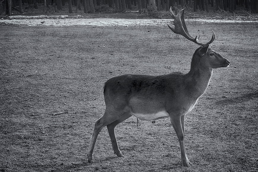 Majestic Fallow Deer with Antlers in Black and White