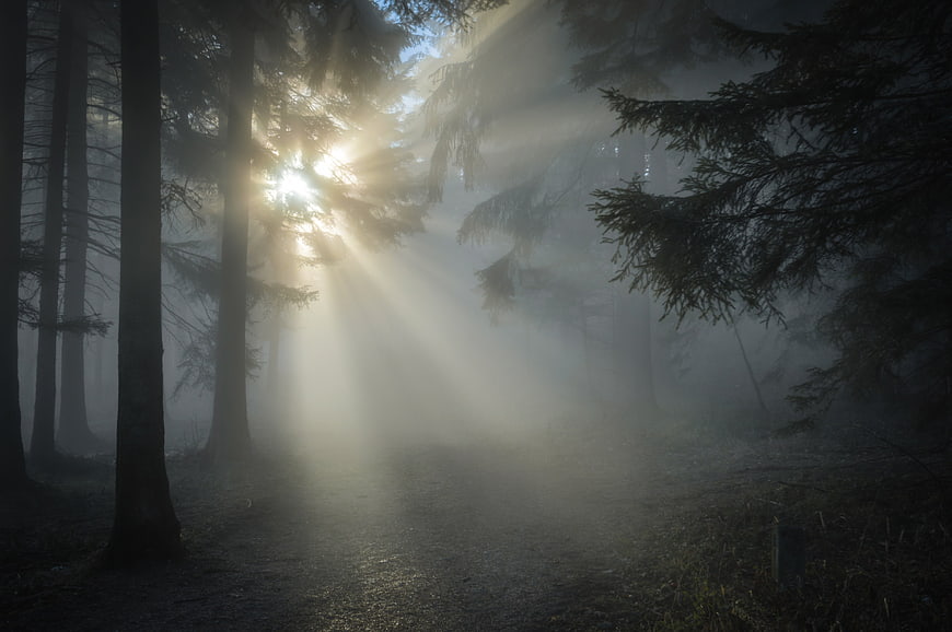 Misty forest with dramatic sunbeams filtering through trees