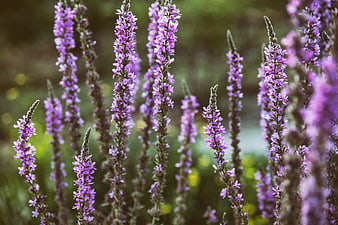 Close-up of purple loosestrife flowers in a field